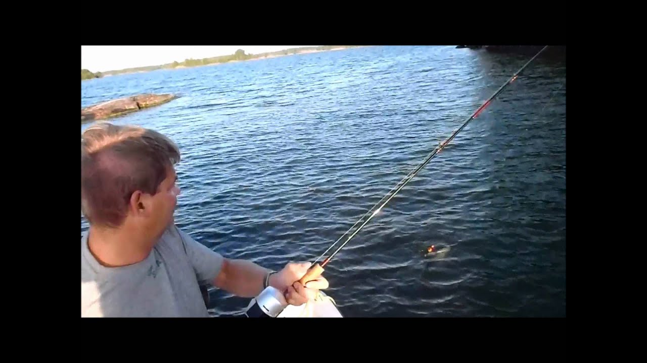 Stor Ål 1,55kg 95cm