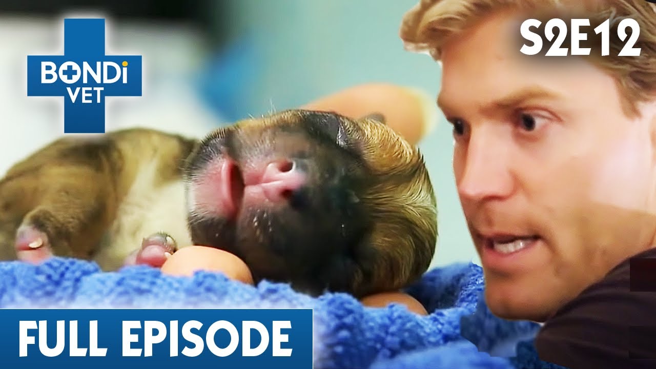 Late Night Puppy Birth Goes Horribly Wrong 🐶 | Bondi Vet Season 2 Ep12 | Bondi Vet Full Episodes
