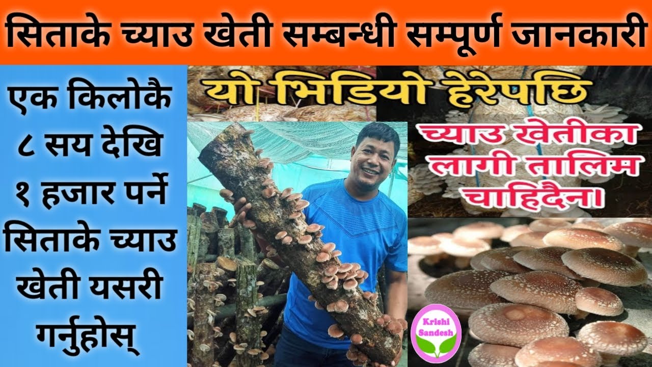 सिताके च्याउ खेती सम्बन्धी सम्पूर्ण जानकारी || All information about shiitake mushroom cultivation