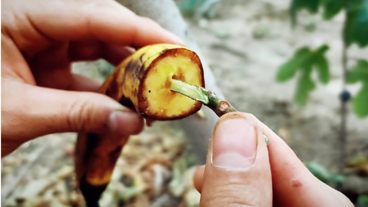 How To Graft Fig Tree With Banana/Grafting Fruit Trees