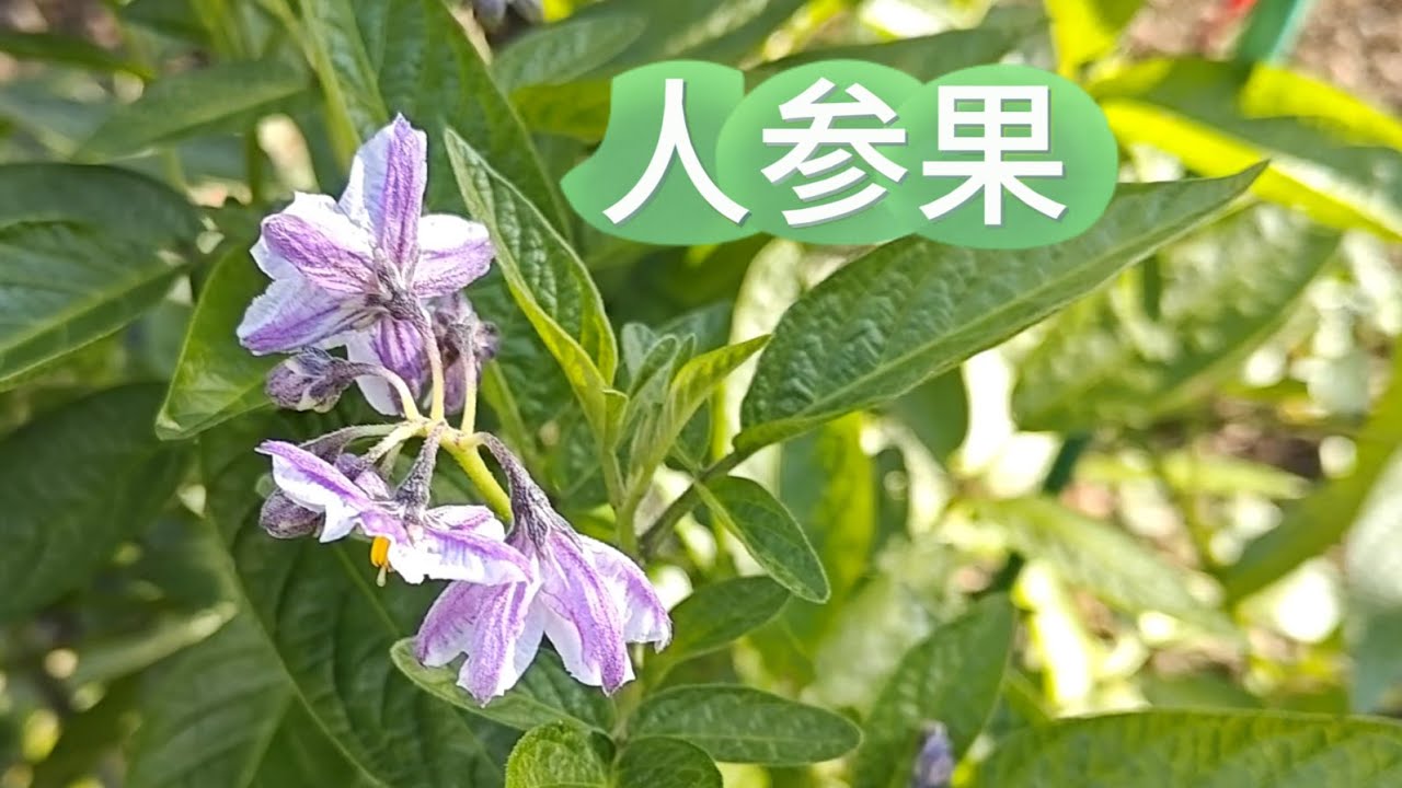 11月还在开花的人参果！适合家庭种植的人参果