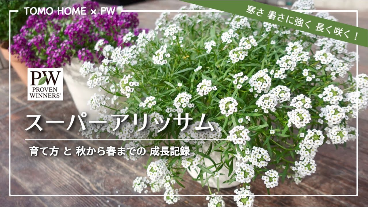 PW スーパーアリッサム育て方  by ともHOMEさん