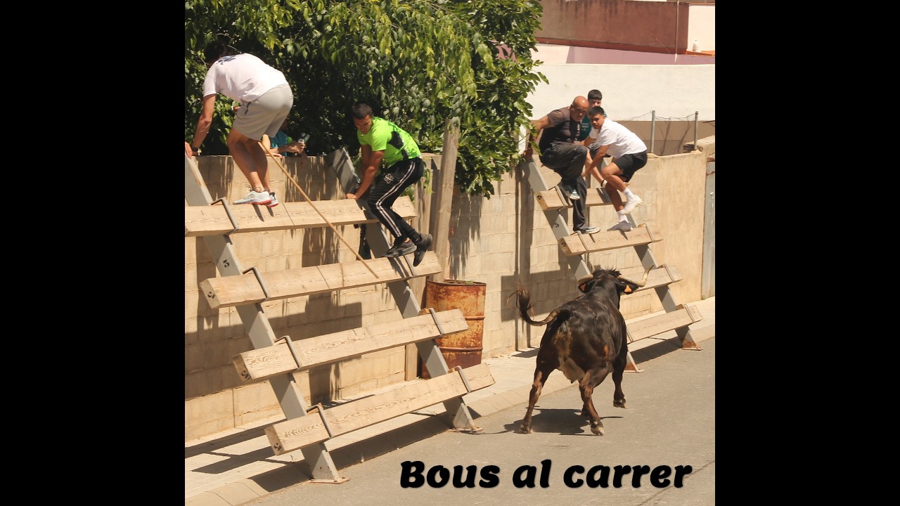 Bulls in the streets of Alcanar, Catalonia, Spain