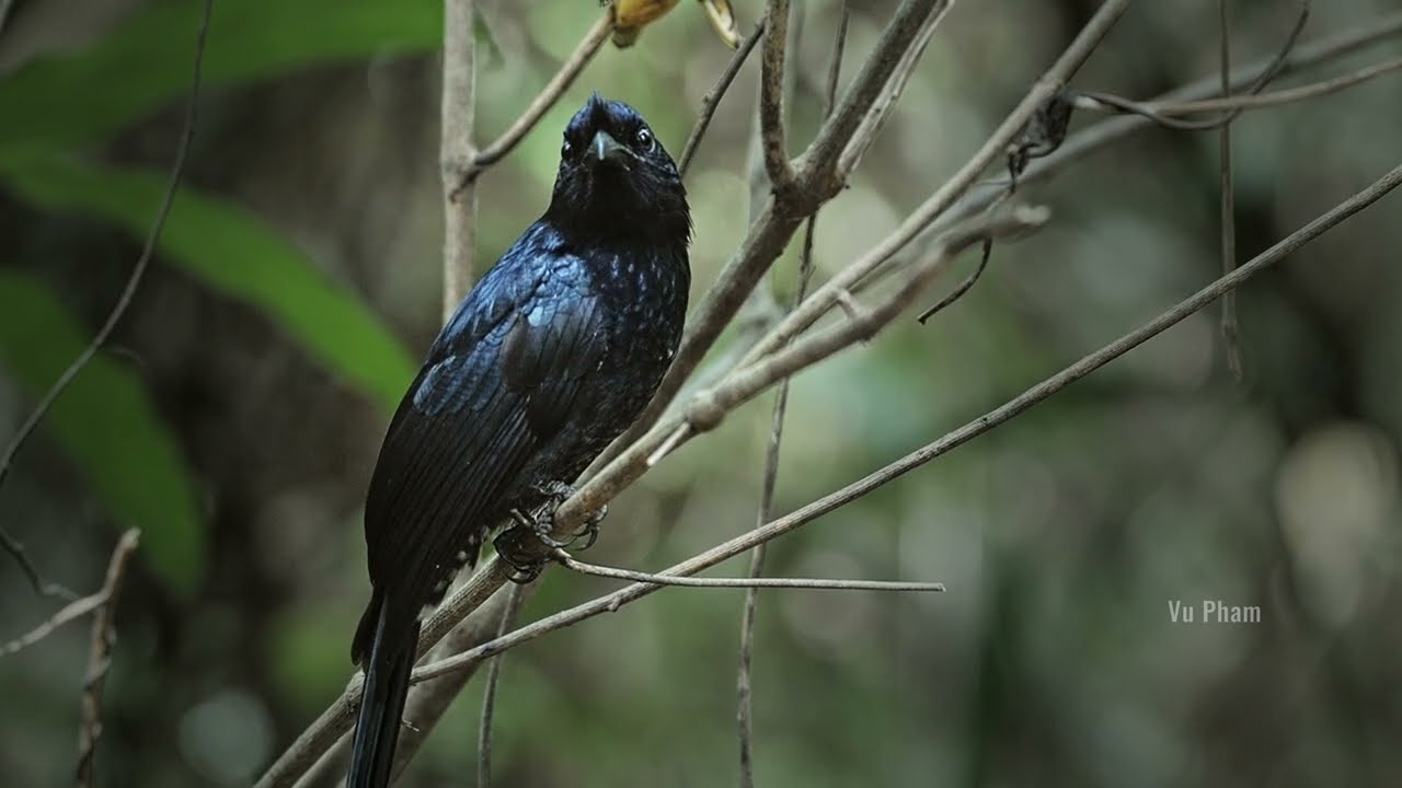 BIRDS SOUND Greater Racket-tailed Drongo calling - Tiếng Chèo Bẻo #nature #wildlife #filmmaking