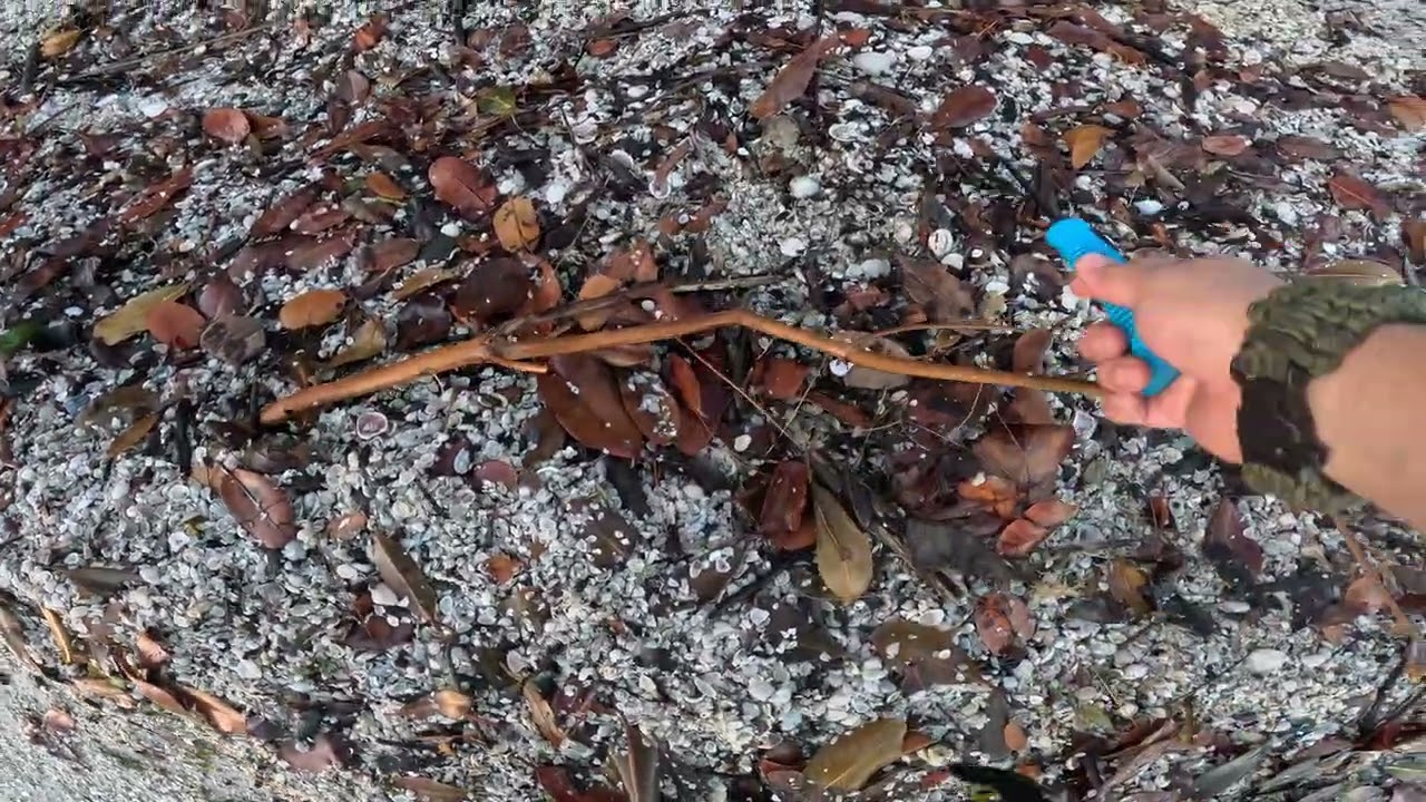 March 2, 2026 Banana River FL mini-shelling 01