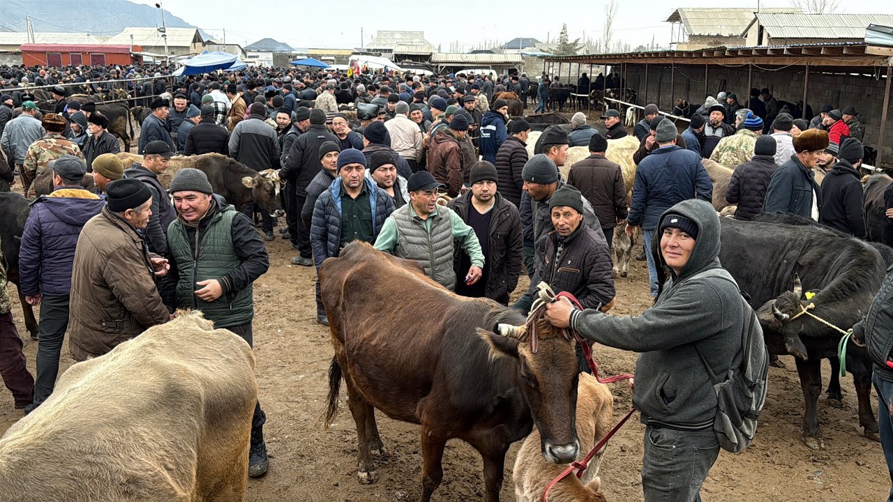 Zarkent mol bozori sigirlar va gunajinlar narhlari 17.02.2026yil