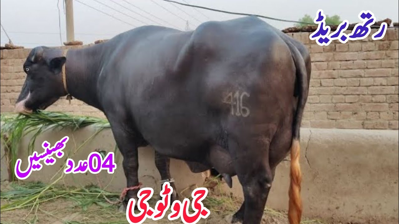 ملک محمدنواز613گ ب {04عددبھینسیں 15فروری  Neli Ravi Buffalo and Fresion Cow for Sale on  EitfaaqTv  