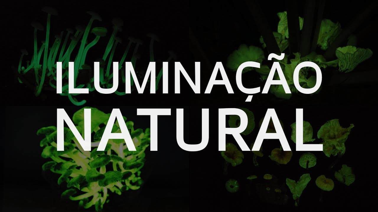Como fungos usam química para brilhar no escuro da mata