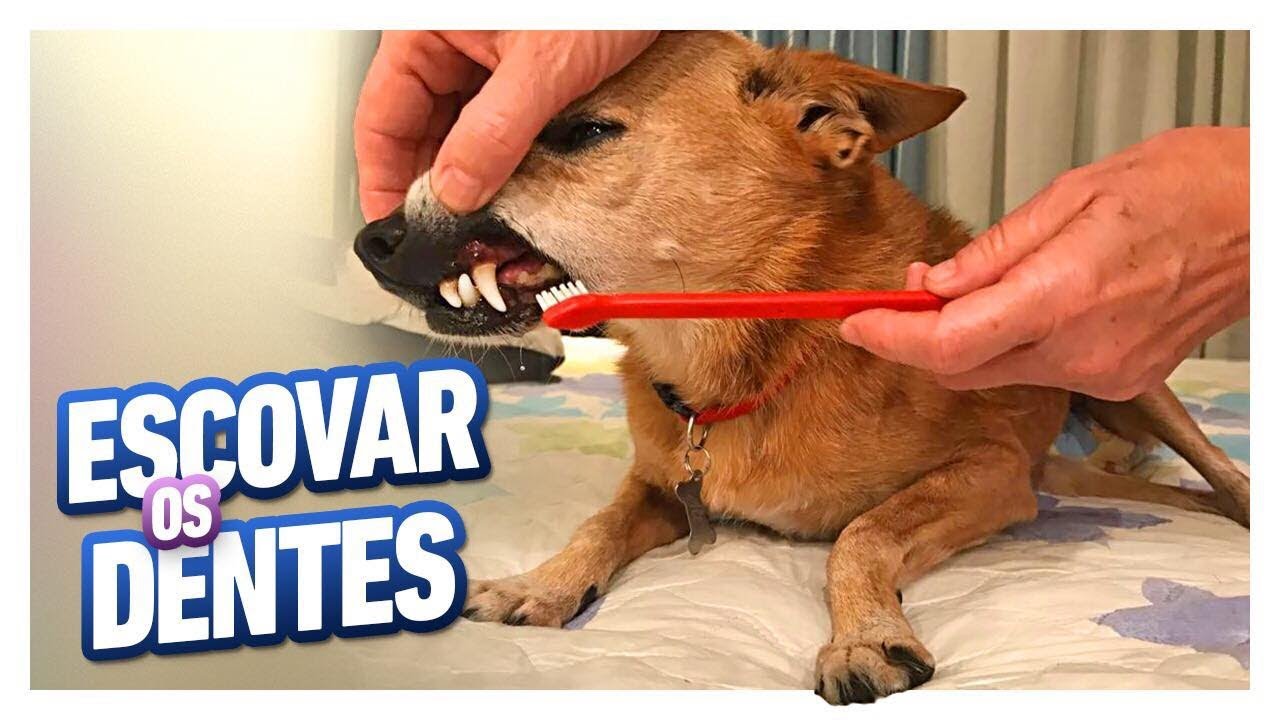 DICAS INFALÍVEIS PARA ESCOVAR DENTES DE PETS