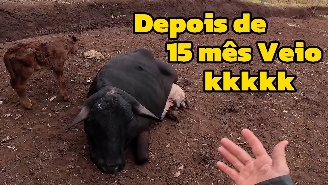 Finalmente a chiquita criou, e penúltimo dia na silagem da geada (rocavlog)