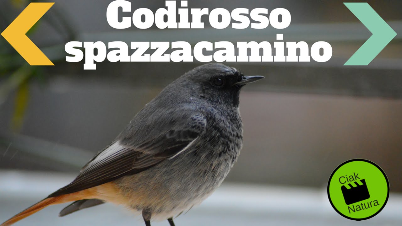 Gli uccelli di città - Codirosso spazzacamino (Phoenicurus ochruros)