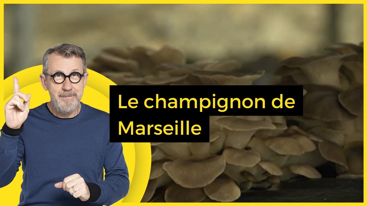 Le champignon... de Marseille ! - C Jamy