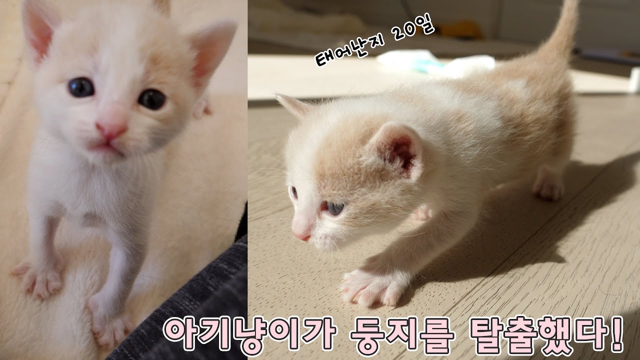우리 탈출한 아기냥이의 첫 산책 아장아장 삐약삐약