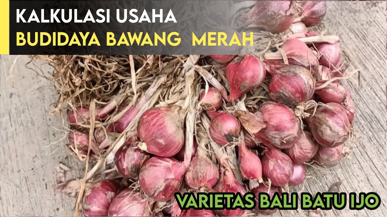 Analisis Atau Hitung - Hitungan Tanam Bawang Merah
