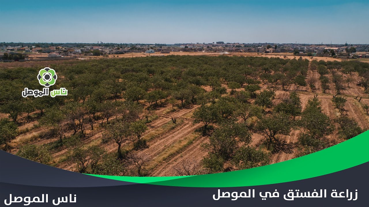 ثروة زراعية مهمشة نوعاً ما في مدينة الموصل .. زراعة الفستق#ناس_الموصل