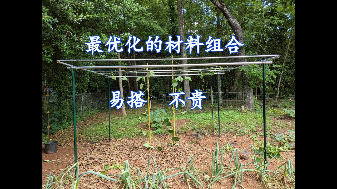 佛手瓜的永久性搭架 第一次修剪和引蔓（120）