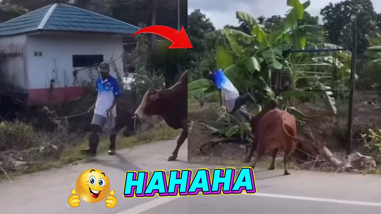 hài giải trí p43:những khoảnh khắc hài hước đáng yêu của thế giới động vật