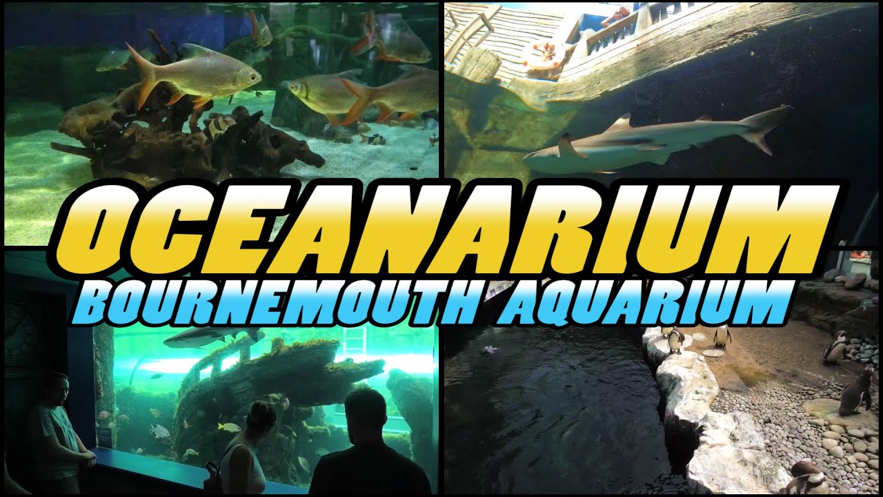 OCEANARIUM The Bournemouth Aquarium - Dorset - England (4k)