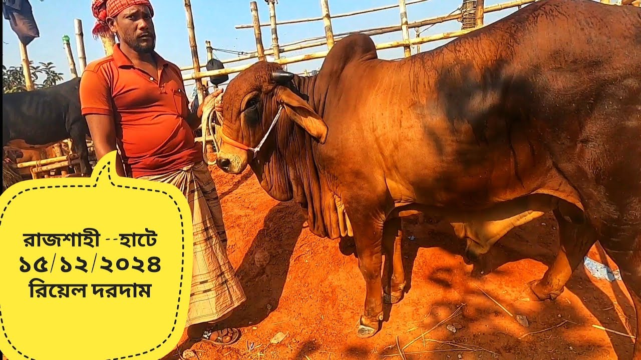 রাজশাহী-- হাটে আজ ১৫/১২/২০২৪ রবিবার গরুর রিয়েল দরদাম দেখুন