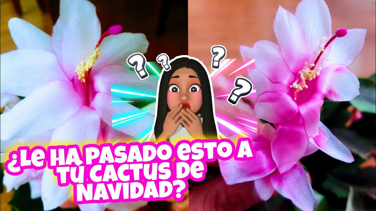 CACTUS DE NAVIDAD🎄☃️¿Cómo Cambió de color mi Cactus de Navidad? 🤯/Cactus de Sombra 💚