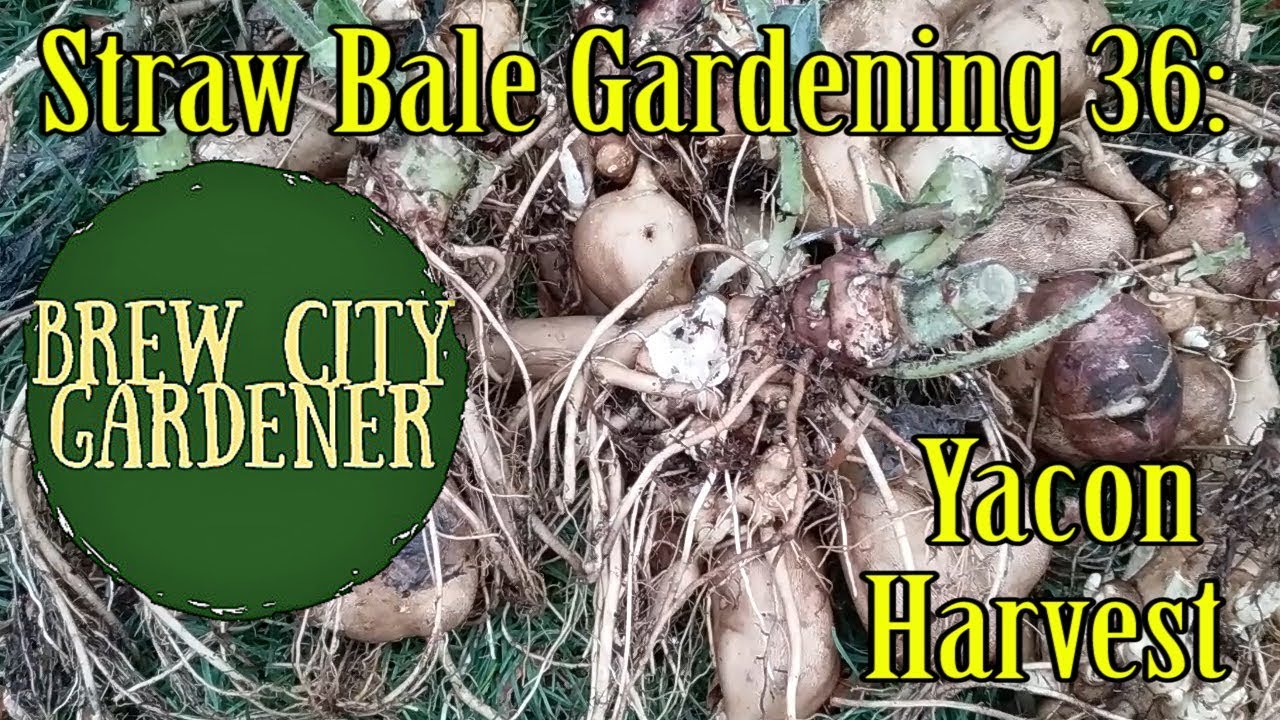 Straw Bale Gardening 36: Yacon Harvest