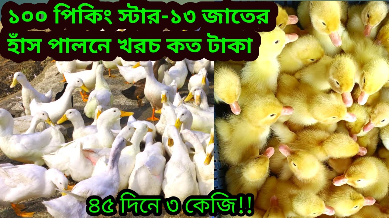 ১০০ পেকিং স্টার ১৩ জাতের হাঁসের ৪৫ দিনের খরচ কত টাকা | পেকিং স্টার হাঁস🦆🦆কিভাবে লালন পালন করা হয় |