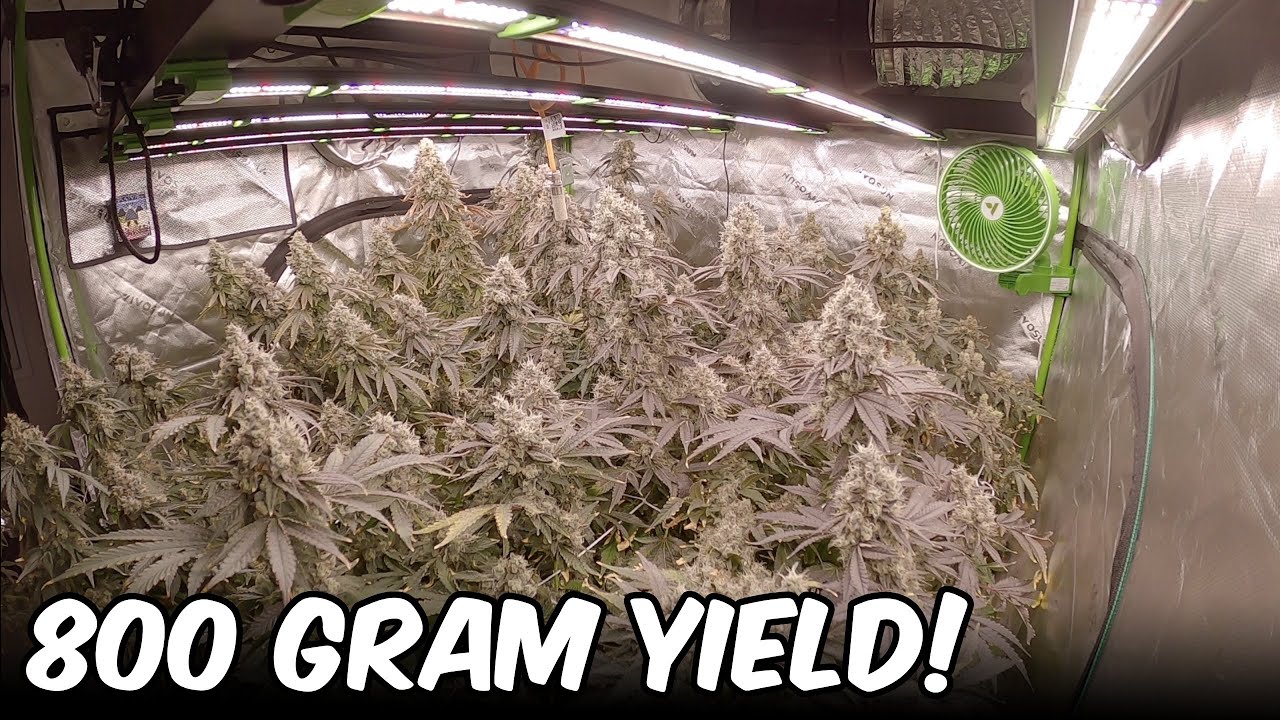 Platinum Pave TIMELAPSE FULL GROW SEED TO HARVEST! VIVOSUN GROW EQUIPMENT