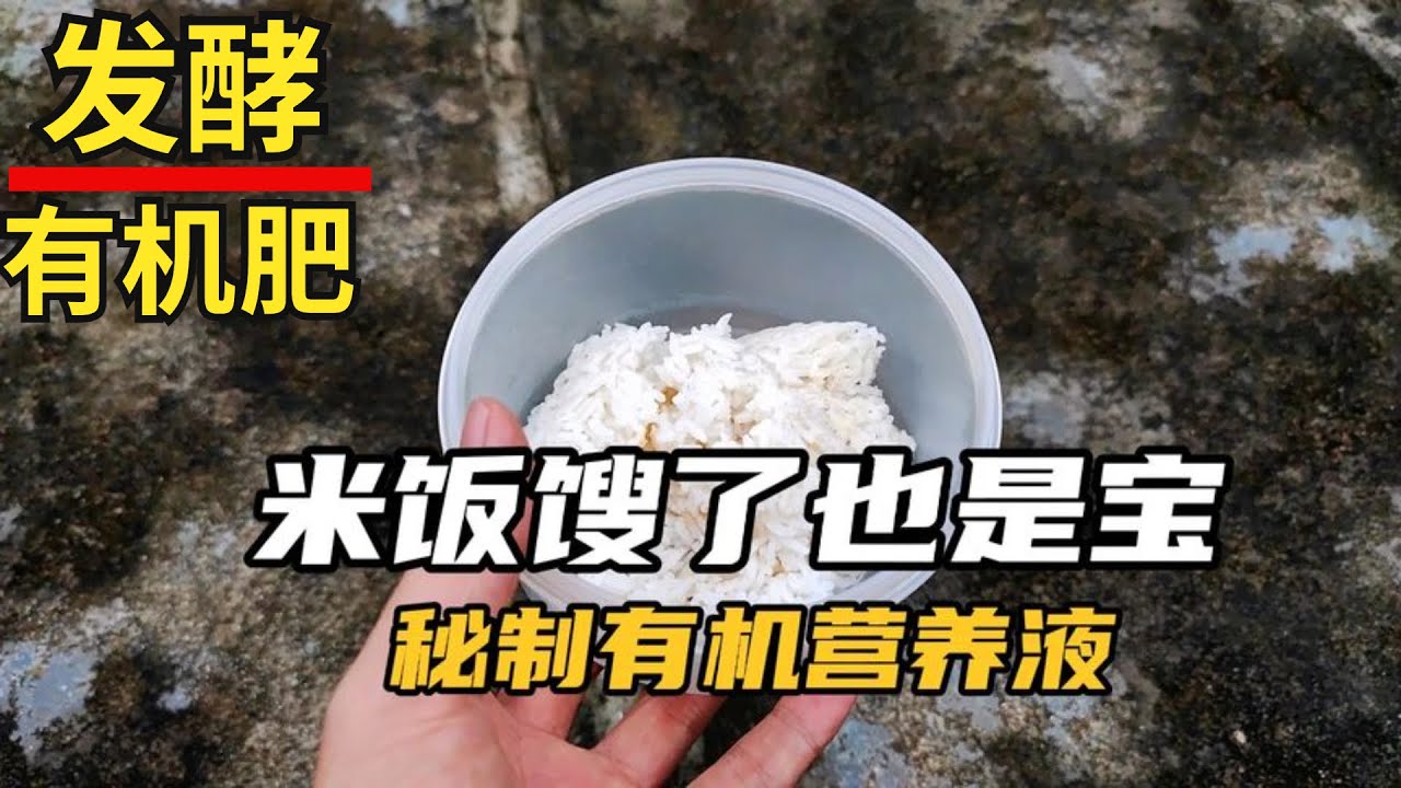 米飯餿了也是寶，加入獨家釀製酵母液，不花一分錢自製有機肥