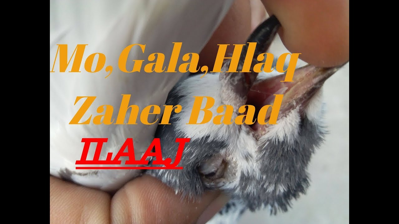 Galy K Zaher Baad Ka Illaj By Hashim Mahmood