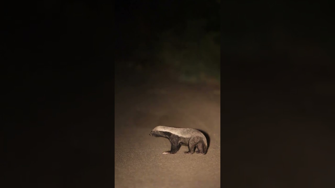 Safari at night#safari #safari#fypシ゚viral