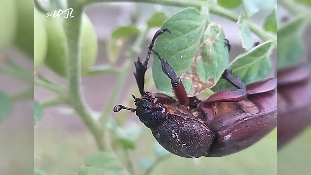 Slow but Powerful: Beetle in Action #insects #nature #wildlife 