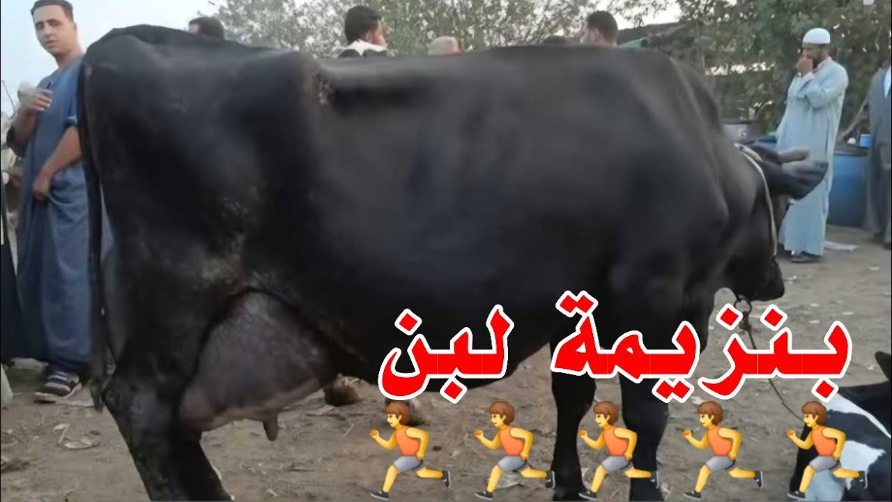 اللي يشرب كباية لبن من البقره دي يطلع يجري علي طول التجار كلها تنحت اول ما شافت البقره دي في السوق