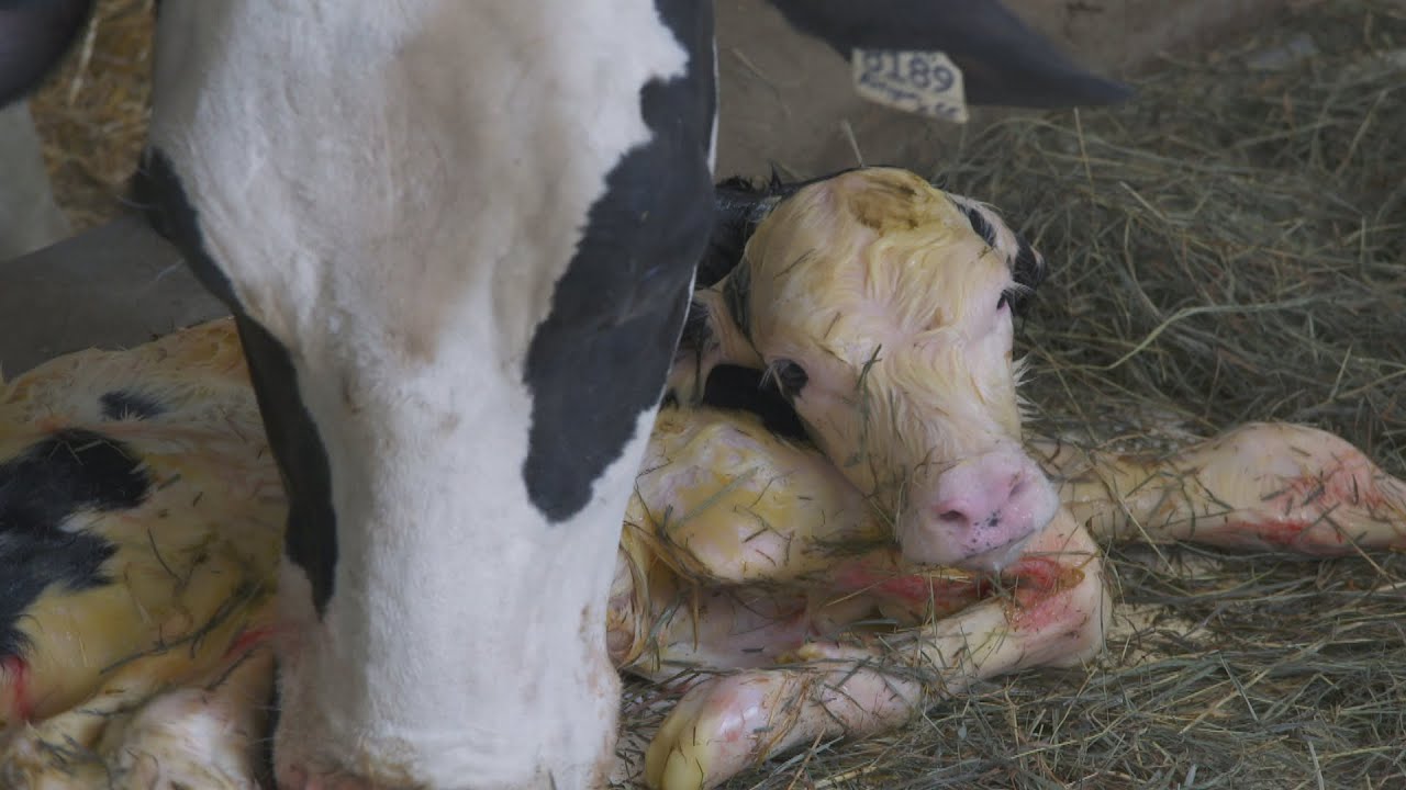 La semaine verte | Veaux et vaches... ensemble!