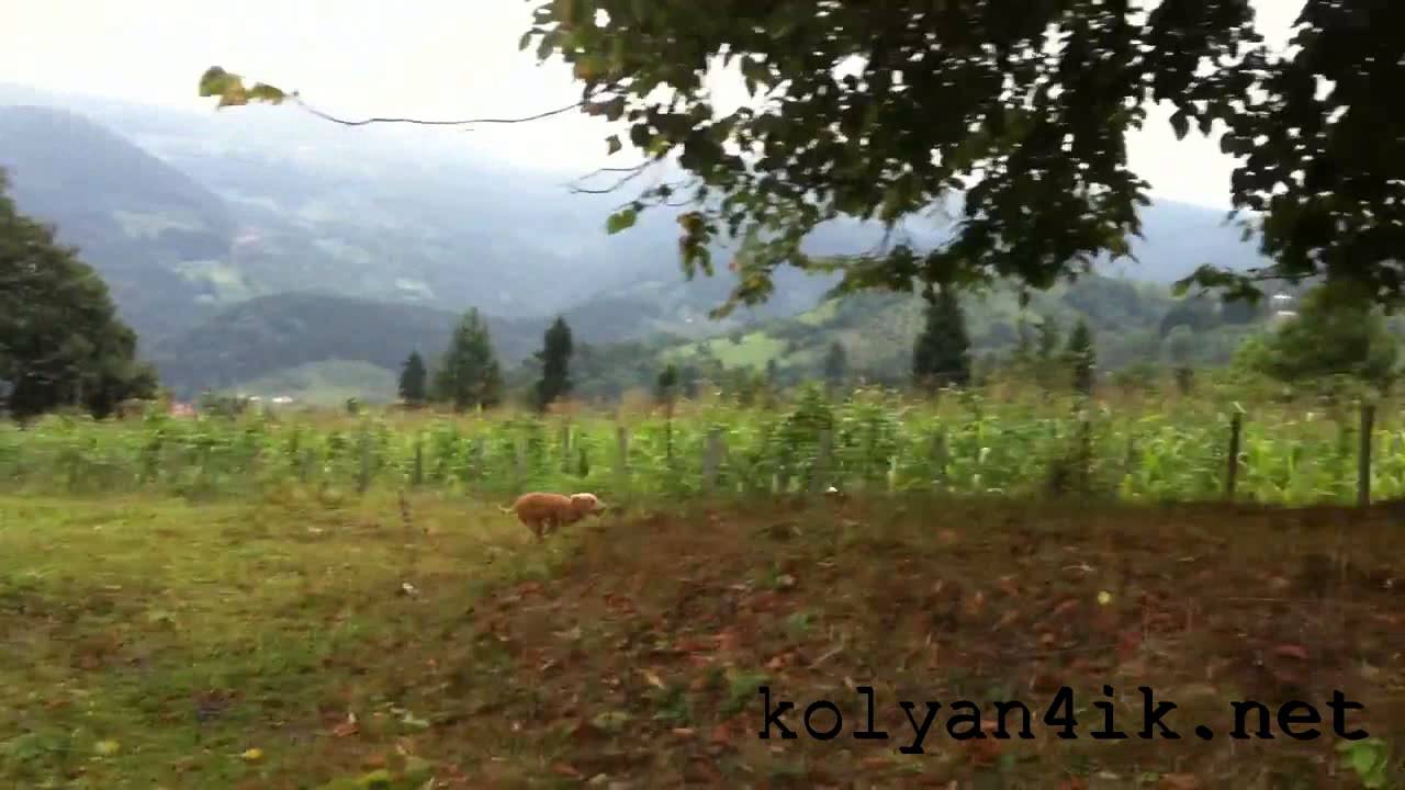 Ниндзя-Кот