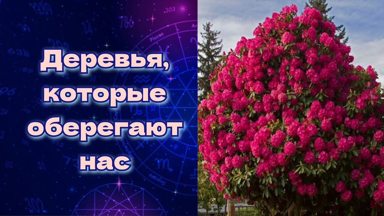 Какие деревья нужно садить возле дома, а какие не стоит🌳🌳🌳