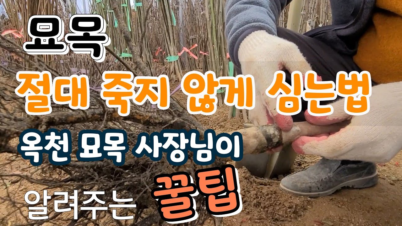 Советы по посадке рассады, которая никогда не завянет! Владелец рынка рассады Окчхон делится свои...