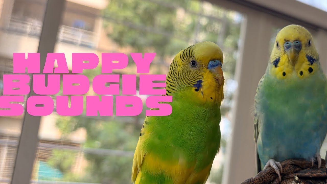 Super Happy Budgie Sounds for Lonely Budgies!