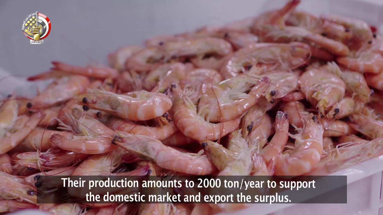 فيلم غليون ساحل الأمل