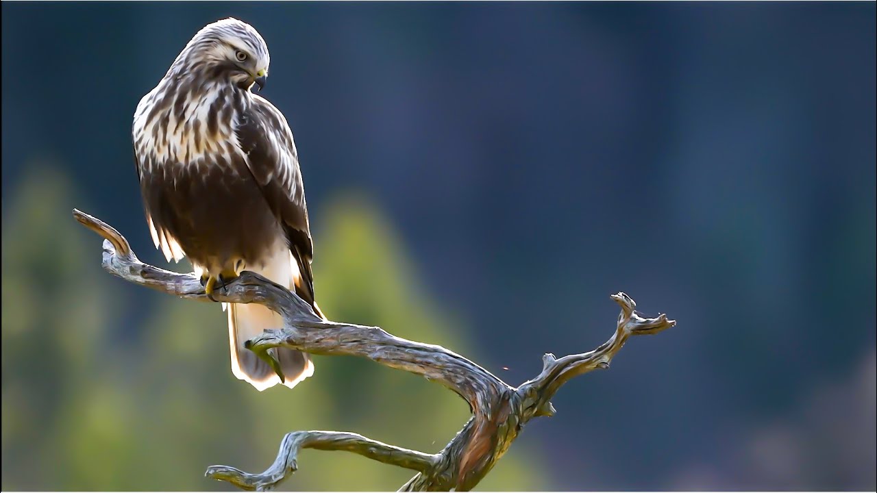 Falconry: Passage hawks vs Imprints   #falconry