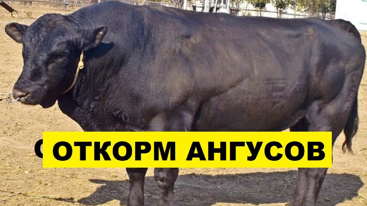 Откорм Абердин-Ангусских бычков как бизнес идея | Откорм Ангусов