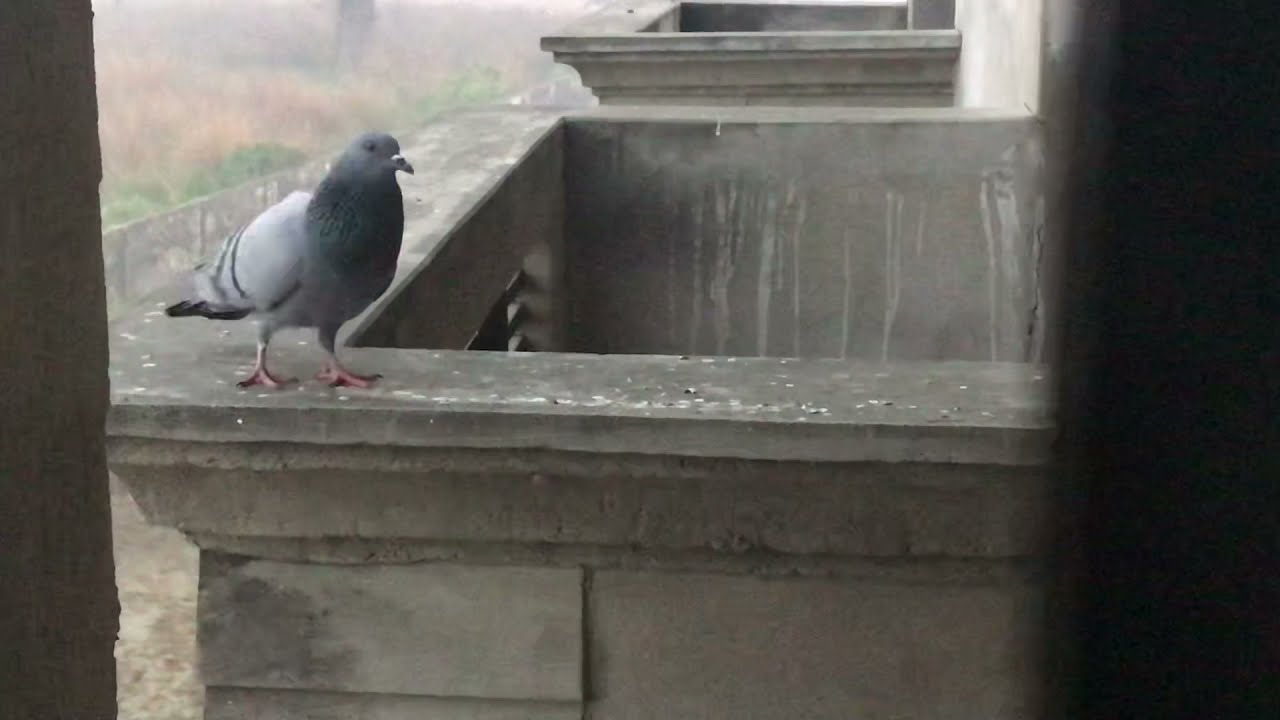 Pure wild pigeons in my house || pigeonstips