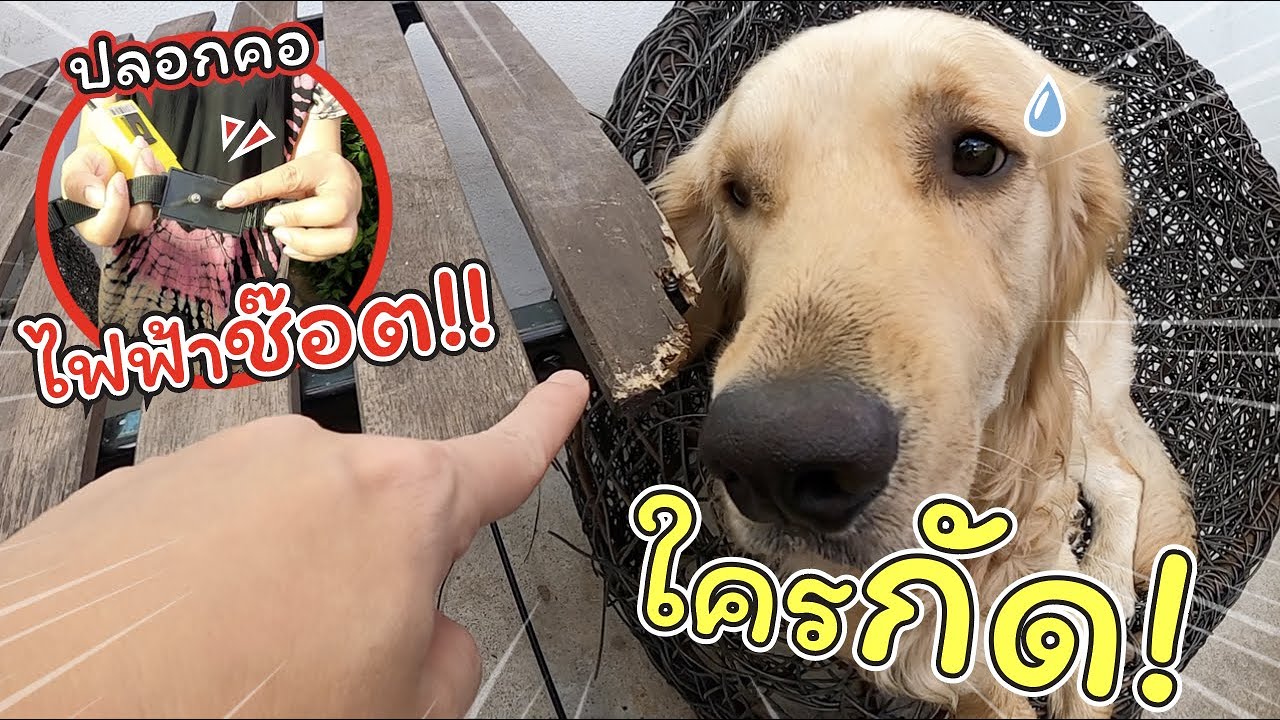 ปลอกคอไฟฟ้าช๊อต!! ดัดนิสัยหมาดื้อ | แม่ปูเป้ เฌอแตม Tam Story