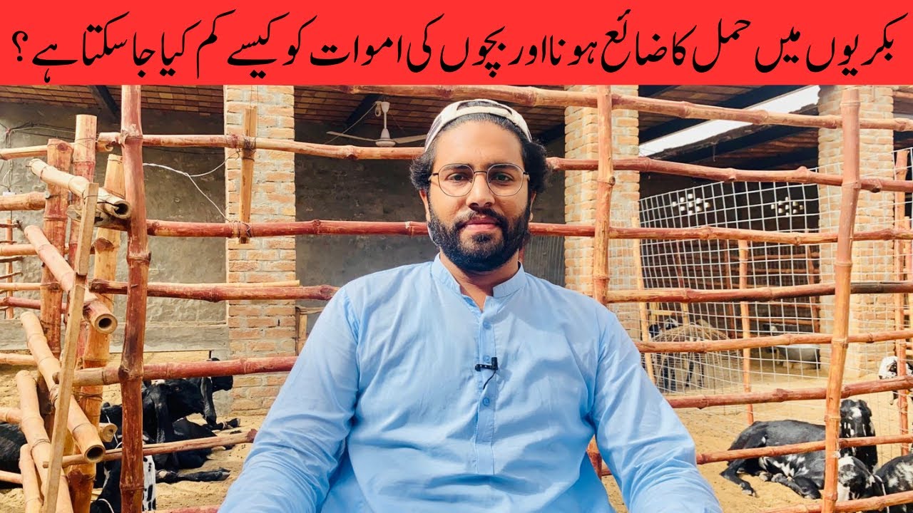 How to Stop Abortion and Minimize Kids Mortality in Goats || Goat Farming in Pakistan| #goatfarming