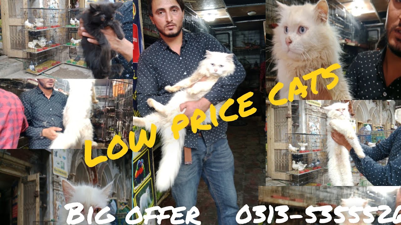 Low_cost cats for sale in Rawalpindi🐈| pet cats for under 4000 ?| pet market in Pakistan