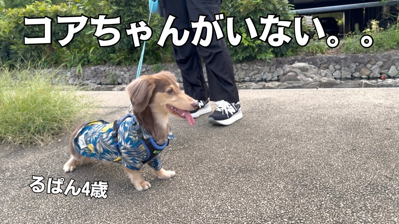 どこにいるの？？そこにいるはずのお友達がいなかった時のるぱんの反応。。
