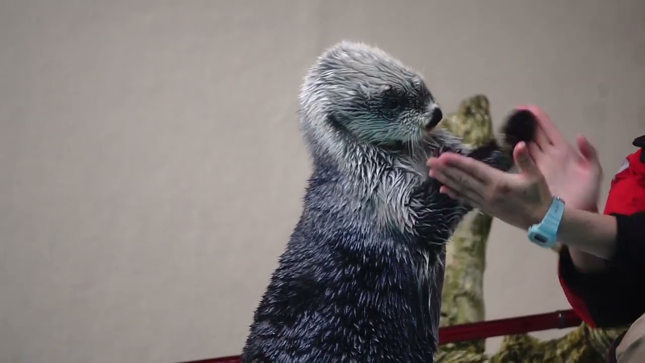 鳥羽水族館 ラッコ キラちゃんお手手ﾊﾟｶﾊﾟｶからのアゴ乗せ「できてるできてる」