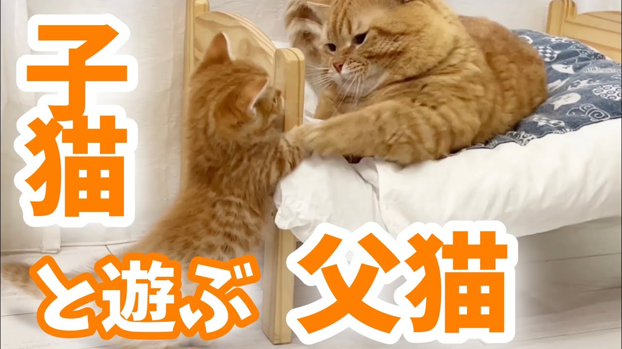突然、パパ猫が子猫に遊びを教えはじめました！ #子猫 #マンチカン