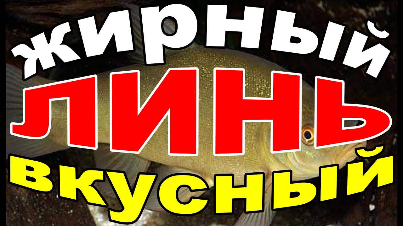 РЫБА ЛИНЬ СО ВКУСОМ РЫБЫ ЛИНЬ а не подгоревшей на сковороде муки.