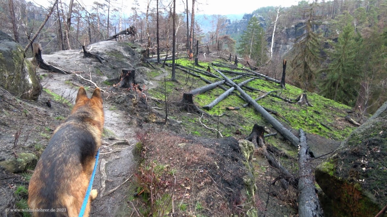 HundeWildnisWandern zu den Waldbrandflächen am Goldsteig in der Sächsischen Schweiz