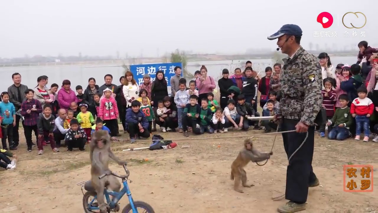 河南农村老耍猴人被精明的猴子耍的团团转，围观人们哄笑不断